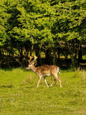 Bir geyik, Danimarka 'nın yemyeşil kırsalında zarifçe dolaşır..