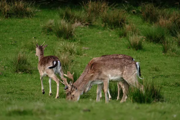Bir grup geyik, Danimarka 'nın sakin manzaralarında, yumuşak tepeler ve bereketli doğayla çevrili canlı yeşil çimlerle huzur içinde otlar. Dyrehaven Ved Haderslev