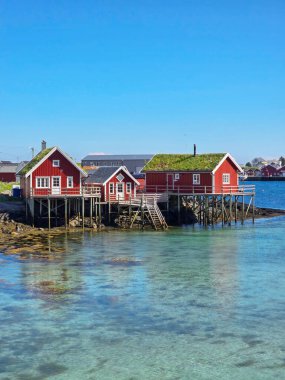 Çimen çatılı kırmızı kulübeler Lofoten Norveç 'in kristal berrak sularının yanında dururlar.