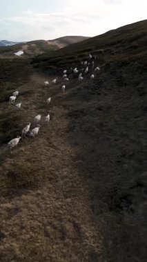 Bir ren geyiği sürüsü, altın saat boyunca Norveç 'in Kuzey Burnu' ndaki yemyeşil tepelerde huzur içinde otlar. Durgun manzara, yuvarlanan arazileri ve güneş ışığının sıcacık parıltısıyla dramatik gölgeleri sergiliyor.
