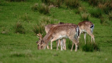 Huzurlu bir arazide, zarif geyikler Danimarka 'nın canlı yeşil çayırlarında sakince otlar. Bereketli çevre doğanın güzelliğini gösteriyor, Dyrehaven Ved Haderslev