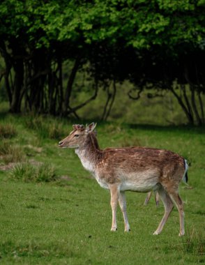 Danimarka 'da ağaçlarla çevrili canlı yeşil bir çayırda huzur içinde bir geyik duruyor. Bu sakin sahne, güneşli bir öğleden sonra doğal ortamında vahşi yaşamın özünü yakalar..