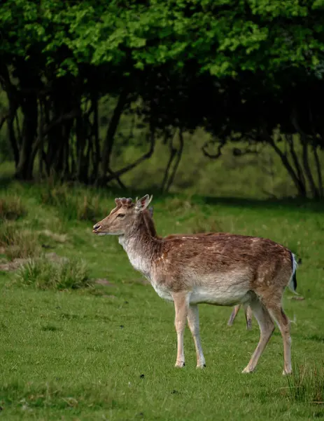 Danimarka 'da ağaçlarla çevrili canlı yeşil bir çayırda huzur içinde bir geyik duruyor. Bu sakin sahne, güneşli bir öğleden sonra doğal ortamında vahşi yaşamın özünü yakalar..