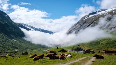 Norveç 'teki güzel vadide otlayan sığırlar, yemyeşil alanlar ve tuhaf ahşap kulübeler sergileniyor..