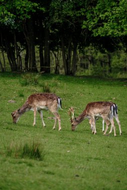 Danimarka 'da ağaçlarla çevrili canlı yeşil bir çayırda iki geyik otluyor. Huzurlu ortam, baharda güneşli bir günde Danimarka 'nın vahşi hayatının özünü yakalıyor. Dyrehaven Ved Haderslev