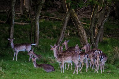 Alacakaranlıkta huzurlu bir Danimarka ormanında bir geyik sürüsü ağaçların arasında dinleniyor. Yumuşak ışık yaprakların arasından süzülerek doğada sakin bir atmosfer yaratır. Dyrehaven Ved Haderslev