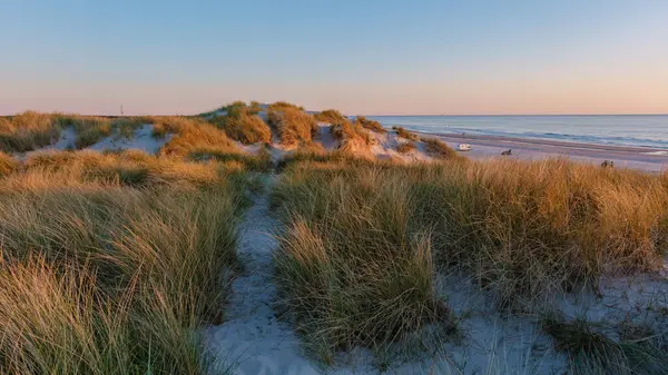 Gün batımında Danimarka 'nın kumlu kumsallarının sakin manzarası, rüzgarda hafifçe sallanan altın otları vurguluyor. Vejers Strand Sahili Danimarka