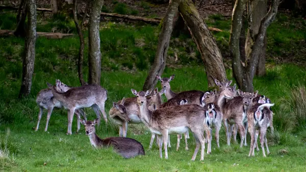 Bir grup vahşi geyik Dyrehaven Ved Haderslev Danimarka 'da canlı yeşil bir ormanda huzur içinde toplanıyor..