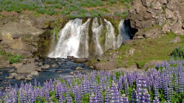 Büyüleyici şelaleler yemyeşil ve renkli lup çiçeklerinin arasında İzlanda 'da çağlıyor. Huzurlu manzara, doğanın güzelliğini, keşifleri ve korkuyu gözler önüne seriyor. Doğa aşıkları için mükemmel..