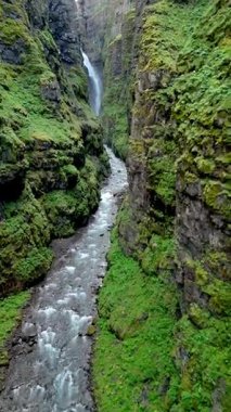 İzlanda 'daki Glymur şelalesinin nefes kesici güzelliğine dalın, yemyeşil yosun kaplı uçurumlar, kanyon boyunca akan hızlı bir nehir