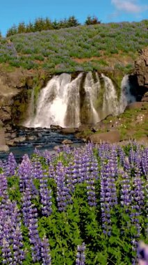 Kendinizi İzlanda doğasının nefes kesici güzelliğine daldırın, bereketli lupin çiçekleriyle çevrili çarpıcı bir şelaleyle aydınlık bir günde vahşi doğanın özünü yakalayın..