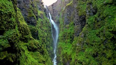 İzlanda 'da dramatik bir yeşil kanyonda şelaleyi keşfetmek. Etrafı yosun kaplı kayalıklarla çevrili İzlanda 'nın Glymur şelale kanyonu.