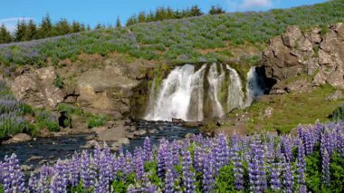 Gözlerden uzak bir şelalenin dingin cazibesini deneyin kayalık uçurumlarda çağlayan, canlı mor lupinler ile kaplanmış. Bu sakin yer İzlanda 'nın doğal güzelliklerini mükemmel bir şekilde yansıtıyor..