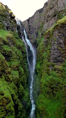 Çarpıcı bir şelale, İzlanda 'da yosun kaplı uçurumlardan aşağı yuvarlanır ve dramatik kaya oluşumlarıyla çevrilidir. İzlanda 'daki Glymur şelalesi kanyonu