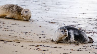 İki fok, İzlanda 'daki Ytri Tunga' nın kumlu sahillerinde deniz yosunu ve yumuşak dalgalarla çevrili olarak rahatlar. Bu huzurlu ortam İzlanda 'daki vahşi hayatın güzelliğini gözler önüne seriyor..