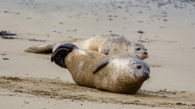 At Ytri Tunga in Iceland, two seals relax on the golden sands during a calm day. The tranquil setting highlights the natural beauty of the iconic location, perfect for nature enthusiasts.
