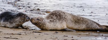 İzlanda, Ytri Tunga 'daki kumlu plajda iki fokun şakalaştığı görülüyor. Bu sakin ortam, bu bölgede eşsiz bir şekilde bulunan güzel kıyı manzarasını gözler önüne seriyor..