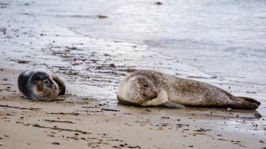 İki fok İzlanda 'daki Ytri Tunga Sahili' nin kumlu sahilinde sakince güneşleniyor. Huzurlu atmosfer ve güzel kıyı şeridi doğal güzellikler arasında sakin bir kaçış yaratır..