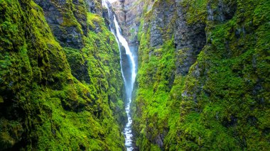 Glymur şelalesi, canlı yeşil yosun ve kayalık kayalıklarla süslenmiş dar bir kanyondan zarifçe akar. İzlanda 'nın doğal güzelliği, vahşi cazibesiyle izleyicileri büyülüyor..