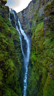 Glymur şelalesi İzlanda 'daki yemyeşil bir kanyonda dramatik bir şekilde akar ve manzaranın doğal güzelliğini gösterir. Titrek yosunlar kayalık duvarları kaplıyor ve sakin bir atmosfer yaratıyor..