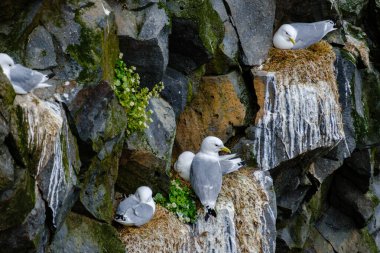 İzlanda 'da yosun ve kır çiçekleriyle çevrili engebeli yamaçlara renkli deniz kuşları yuva yapar. Bu dingin görüntü, İzlanda vahşi yaşamının canlı yaz aylarındaki özünü yansıtıyor..
