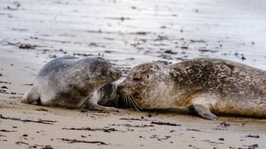 İki fok İzlanda 'daki Ytri Tunga' nın kumlu sahillerinde bir araya toplanmış büyüleyici kıyı manzarasının ortasında hassas bir anı sergiliyor..
