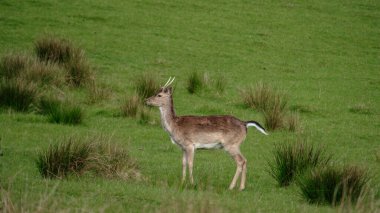 Danimarka 'da canlı yeşil bir tarlada güzel bir yere düşmüş geyik zarifçe duruyor. Öğleden sonra güneş ışığı ılık bir parıltı yayar, dingin doğal manzarayı güçlendirir. Dyrehaven Ved Haderslev