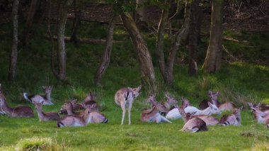 Danimarka 'da uzun ağaçlarla çevrili canlı yeşil bir çayırda, sakin bir geyik sürüsü dinleniyor. Sıcak güneş ışığı yaprakların arasından süzülüyor, Dyrehaven Ved Haderslev