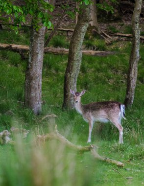 Güzel bir nadas geyiği, sakin bir Danimarka ormanının canlı yeşilliğinin ortasında duruyor. Güneş ışığı ağaçların arasından süzülerek sakin bir atmosfer yaratır. Dyrehaven Ved Haderslev Danimarka