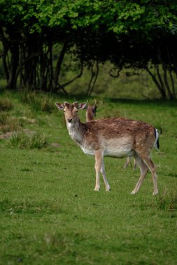 Fallow geyikleri zarif bir şekilde Danimarka 'da yemyeşil bir arazide dolaşarak zarafetlerini ve doğal güzelliklerini sergiliyorlar. Dyrehaven Ved Haderslev