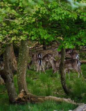 Danimarka 'da sakin bir ormanda, bir grup vahşi geyik uzun otlar ve canlı yapraklar arasında huzur içinde otlar. Dyrehaven Ved Haderslev
