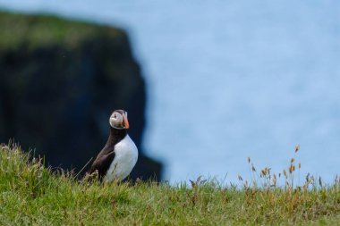 Canlı bir martı, İzlanda 'daki yemyeşil bir uçurumda gururla duruyor. Uçsuz bucaksız mavi okyanusa bakıyor. Bu resim gibi an, huzurlu bir ortamda doğanın eşsiz güzelliğini yakalar..