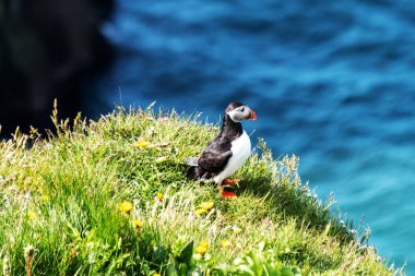 Renkli bir martı, arka planında derin mavi okyanus olan kır çiçekleriyle çevrili yemyeşil bir uçurumda duruyor. Bu resim gibi manzara İzlanda 'daki vahşi hayatın güzelliğini yansıtıyor..