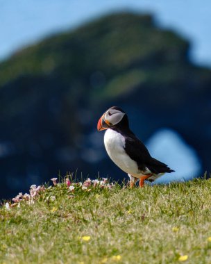 İzlanda 'nın yemyeşil bir uçurumunda renkli bir martı tünemiş. Etrafı kır çiçekleriyle çevrili ve ışıl ışıl bir okyanusa bakıyor. Parlak güneş ışığı kuşların canlı tüylerini güçlendirir..