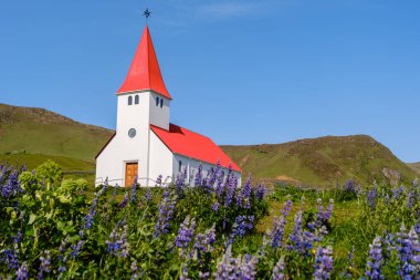 Çarpıcı kırmızı çatılı pitoresk bir kilise yemyeşil tepelerin zemininde görkemli bir şekilde duruyor. Canlı mor çiçekler Vik İzlanda 'nın manzarasını süslüyor.