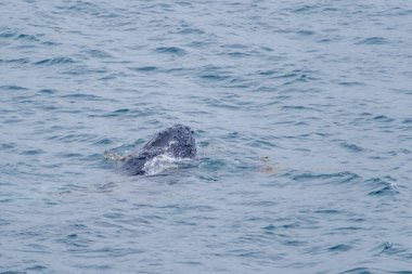 İzlanda 'yı çevreleyen el değmemiş sularda bir balina yüzeyi yararak bu çarpıcı yerdeki deniz yaşamının doğal güzelliğini gözler önüne seriyor. Yumuşak dalgalar yaratığın etrafında dalgalanır.