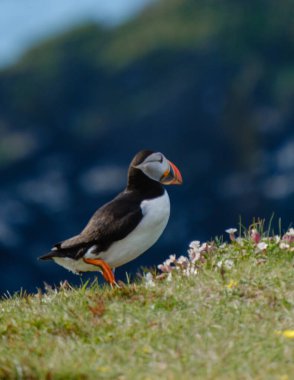 Canlı bir martı zarif bir şekilde İzlanda 'da yeşil bir uçurumda duruyor. Etrafı kır çiçekleriyle çevrili. Arka planda açık mavi gökyüzünün altında güzel bir kıyı manzarası var..