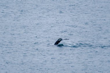 Bir balina yüzeye çıkar, kuyruğu İzlanda 'nın sakin mavi sularının üzerinde görünür. Büyüleyici doğal güzellik bu nefes kesici bölgedeki deniz yaşamını gözler önüne seriyor..