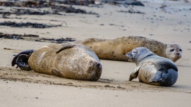 İzlanda kıyı manzarasının güzelliğiyle çevrili, Ytri Tunga 'nın kumlu plajında gevşemiş foklar dinleniyor. Huzurlu ortam doğada bir huzur anı yakalar..