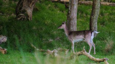 Zarif bir geyik, eski ağaçlar ve devrilmiş odunlarla çevrili bir Danimarka ormanının yemyeşil yeşilliğinde sessizce duruyor. Dyrehaven Ved Haderslev Danimarka