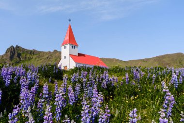 Canlı mor lupin tarlaları arasında, açık mavi gökyüzünün altında dinlenen büyüleyici kırmızı çatılı kilise ziyaretçileri Vik İzlanda 'nın huzur dolu güzelliğini keşfetmeye davet ediyor.