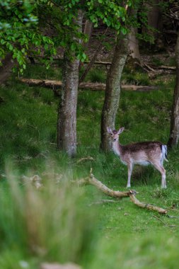 Genç bir geyik, Danimarka 'nın sakin bir ormanında, canlı yapraklar ve yumuşak güneş ışığıyla çevrili olarak sessizce duruyor. Sahnenin doğal güzelliği doğa ile uyum içinde vahşi yaşamın özünü yakalar..