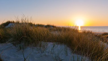 Altın güneş ışığı, Danimarka 'nın sakin kumullarının üzerinde batarken gökyüzünü boyuyor. Uzun otlar ılık rüzgarda hafifçe sallanarak sahilde huzurlu bir atmosfer yaratır..