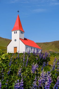 Vik İzlanda 'daki yemyeşil tepelerin arka planında çarpıcı kırmızı çatılı antika bir kilise duruyor. Önplanda renkli mor çiçekler açar ve bu yerin huzur veren güzelliğini arttırır..