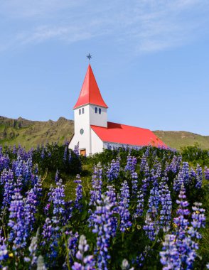 Vik İzlanda 'da açık mavi gökyüzünün altında mor kır çiçeklerinin arasında çarpıcı kırmızı çatılı pitoresk bir kilise duruyor..