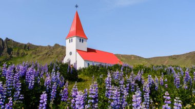 Göz alıcı kırmızı çatılı büyüleyici beyaz bir kilise Vik İzlanda 'da açık mavi gökyüzünün altında çiçek açan mor lupinlerle çevrili.