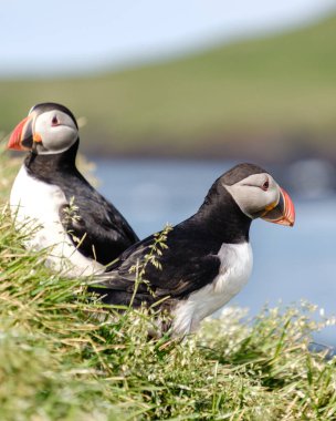Uçsuz bucaksız Atlantik Okyanusu 'na bakan yemyeşil çimlerin üzerinde renkli martiniler görülür. Bakkagerd, Doğu İzlanda, Puffinler.