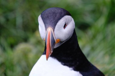 Martı, İzlanda 'da yemyeşil çimlere tünemiş, güneşin altında güneşleniyordu. Bu büyüleyici kuş kendine özgü gagasını ve çarpıcı tüy desenlerini sergiliyor, Bakkagerd, Doğu İzlanda, Puffins.