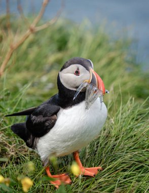 Renkli martı, çeşitli vahşi yaşam ve çarpıcı manzaralarla bilinen İzlanda 'daki yemyeşil çimlere tünemiş balık avını gururla sergiliyor. Bakkagerd, Doğu İzlanda, Puffinler.