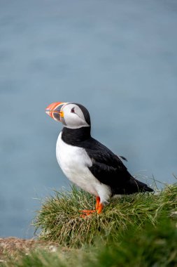 Canlı martı, İzlanda kıyı şeridinin sakin mavi sularına tepeden bakan yemyeşil çimenlerin üzerinde duruyor. Sabah ışığı renkli gagasını vurguluyor, Bakkagerd, Doğu İzlanda, Marffins.